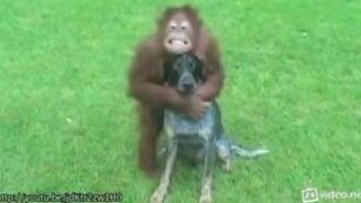 Подборка зверей-друзей - смотреть видео (1:58)