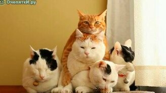 Пирамида из кошек - смотреть видео (0:32)