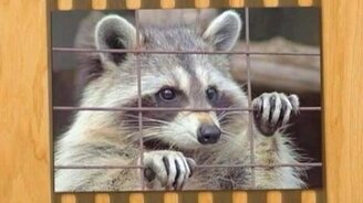 Забавный енот-полоскун - смотреть видео (5:42)