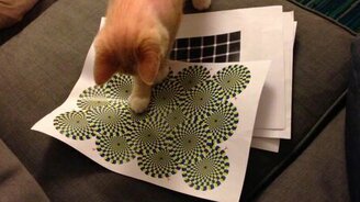 Реакция котёнка на иллюзию - смотреть видео (1:19)