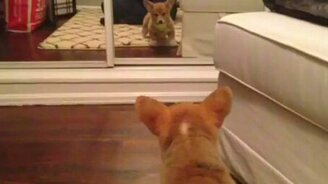 Неожиданно увидал своё отражение - смотреть видео (0:20)