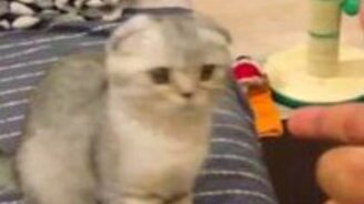 Котёнок самоликвидировался - смотреть видео (0:09)