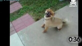 Чихающие животные - смотреть видео (1:10)