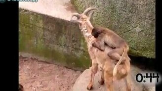 Обезьяны верхом на животных - смотреть видео (1:10)