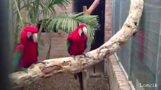 Смешные ролики с разными животными - смотреть видео (4:24)