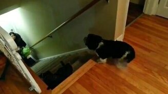 Псина встречает хозяйку - смотреть видео (1:42)