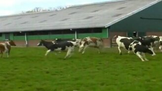 Коровья вечеринка - смотреть видео (0:31)