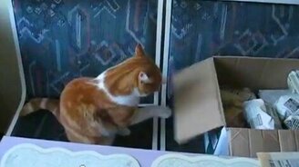 Кот впадает в транс - смотреть видео (0:52)