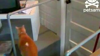 Кот открывает запертую дверь - смотреть видео (0:38)