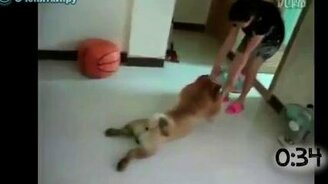 Животные, которые не любят купаться - смотреть видео (1:11)