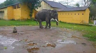 Опасный слон - смотреть видео (0:54)