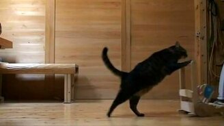 Хозяйственный котяра - смотреть видео (0:12)