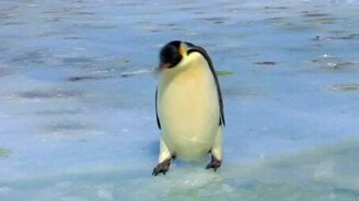 Смешные пингвины - смотреть видео (1:25)