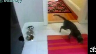 Неудачные прыжки котов - смотреть видео (2:18)