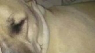 Смешной спящий пёс - смотреть видео (0:28)