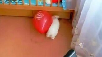 Кролик испугался - смотреть видео (0:16)