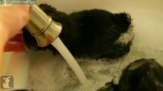 Мокрые щенята в ванной - смотреть видео (1:20)