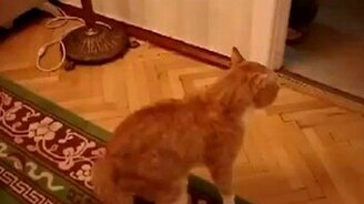 Очень угрожающий котяра - смотреть видео (0:36)