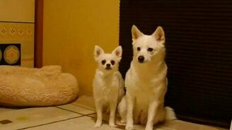 Маленький достал большого - смотреть видео (0:40)