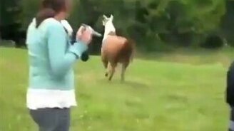 Животные атакуют людей - смотреть видео (2:55)