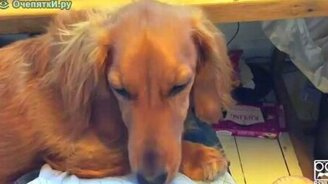 Собаки против чихания - смотреть видео (3:33)