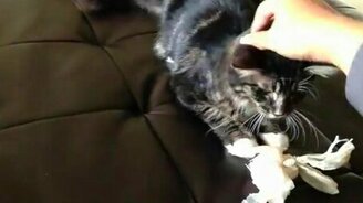 Верная котособака - смотреть видео (1:04)