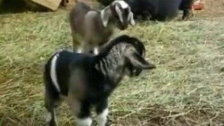 Свинья напугала козлёнка - смотреть видео (0:31)