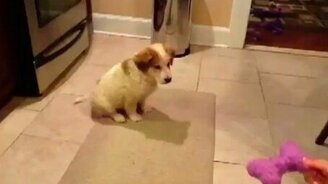 Лови косточку! - смотреть видео (0:09)