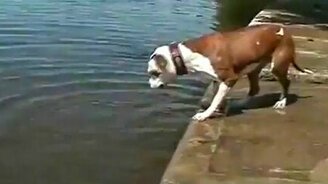 Пёс познаёт физику опытным путём - смотреть видео (1:13)