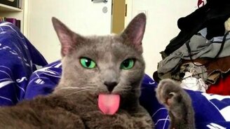 Кот в ступоре - смотреть видео (0:25)