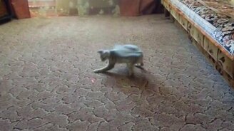 Закружили кота - смотреть видео (0:23)