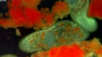 Как выглядит под микроскопом капля воды - смотреть видео (3:12)