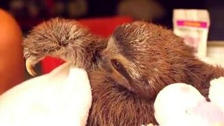 Дружелюбный ленивец - смотреть видео (0:31)