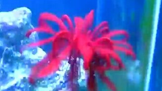 Морская звезда в танце - смотреть видео (0:30)