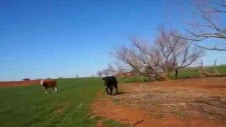 Бык сторожевой - смотреть видео (1:53)