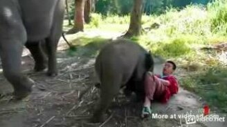 Милый и нежный слонёнок - смотреть видео (1:02)