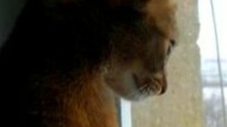 Кот ведёт беседу с птичкой за окном - смотреть видео (1:40)