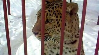 Ловкий и быстрый посыл от леопарда - смотреть видео (0:08)