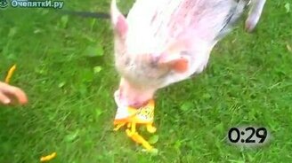 Грубоватые, но милые животные - смотреть видео (1:09)