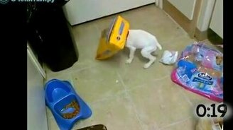 Собаки потерялись в пространстве - смотреть видео (1:10)