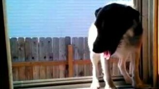 Пёс запрыгивает в окно - смотреть видео (0:18)