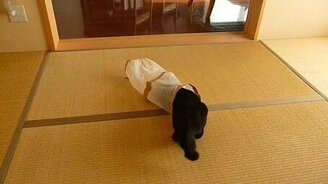 Неожиданная атака собрата - смотреть видео (0:16)