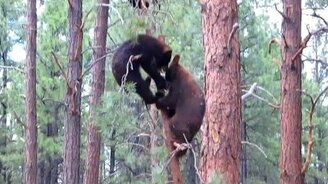 Медвежата на дереве - смотреть видео (1:05)