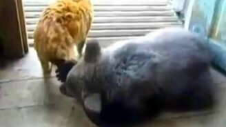 Кошки против животных - смотреть видео (11:33)