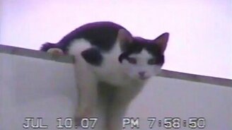 Кот мастерски слазит со щита - смотреть видео (0:56)