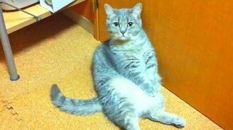 Котик лапки сложил - смотреть видео (1:51)