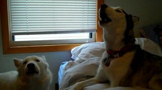 Хор лаек - смотреть видео (2:24)