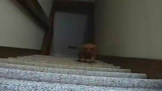 Скоростной подъём по лестнице - смотреть видео (0:08)