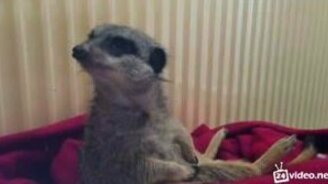 Сонный сурикат - смотреть видео (1:36)