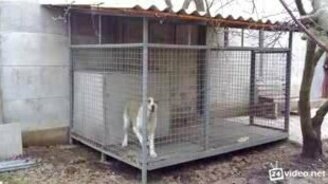 Искушение едой для алабая - смотреть видео (0:34)